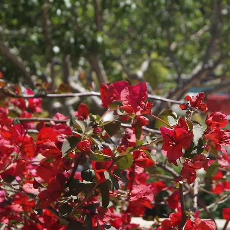 Les Jardins De Santa Giulia - Charmante D'hote פורטו-וישיו