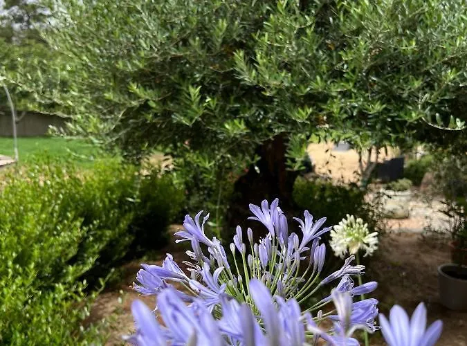 招待所 Les Jardins De Santa Giulia - Charmante Dhte 维琪奥港